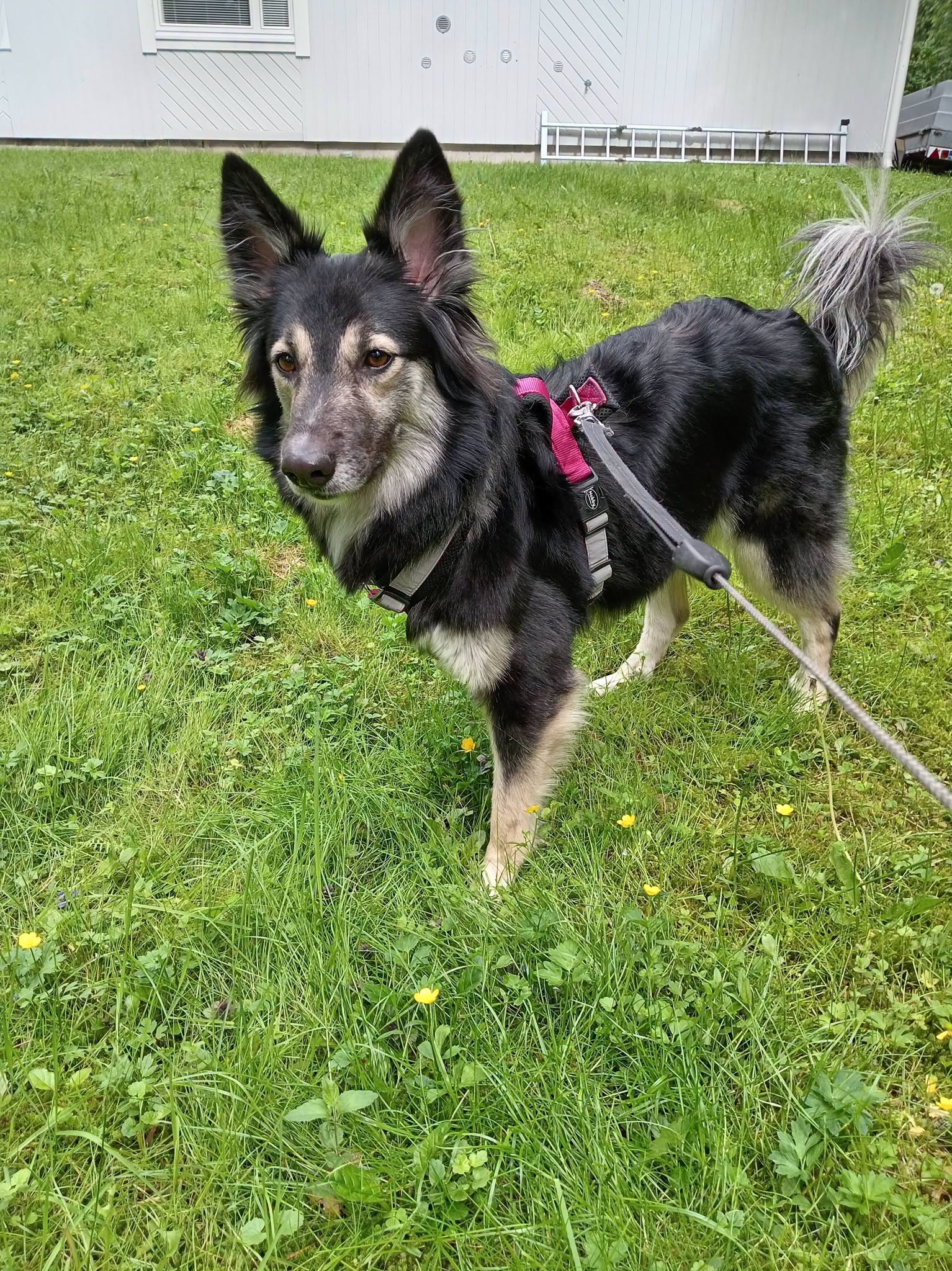 Sara