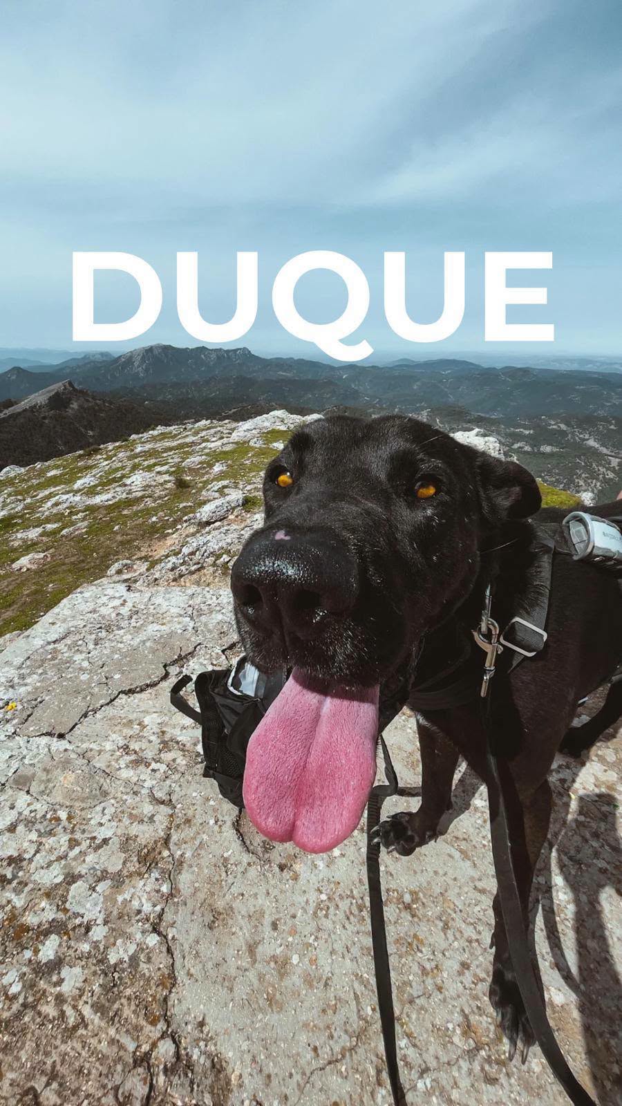 Duque