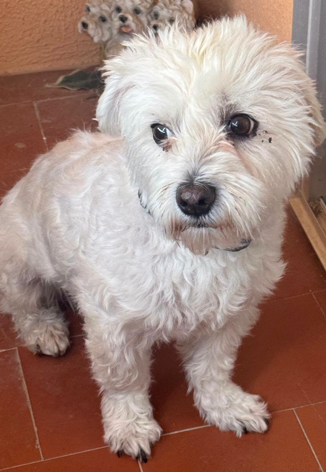 Copito