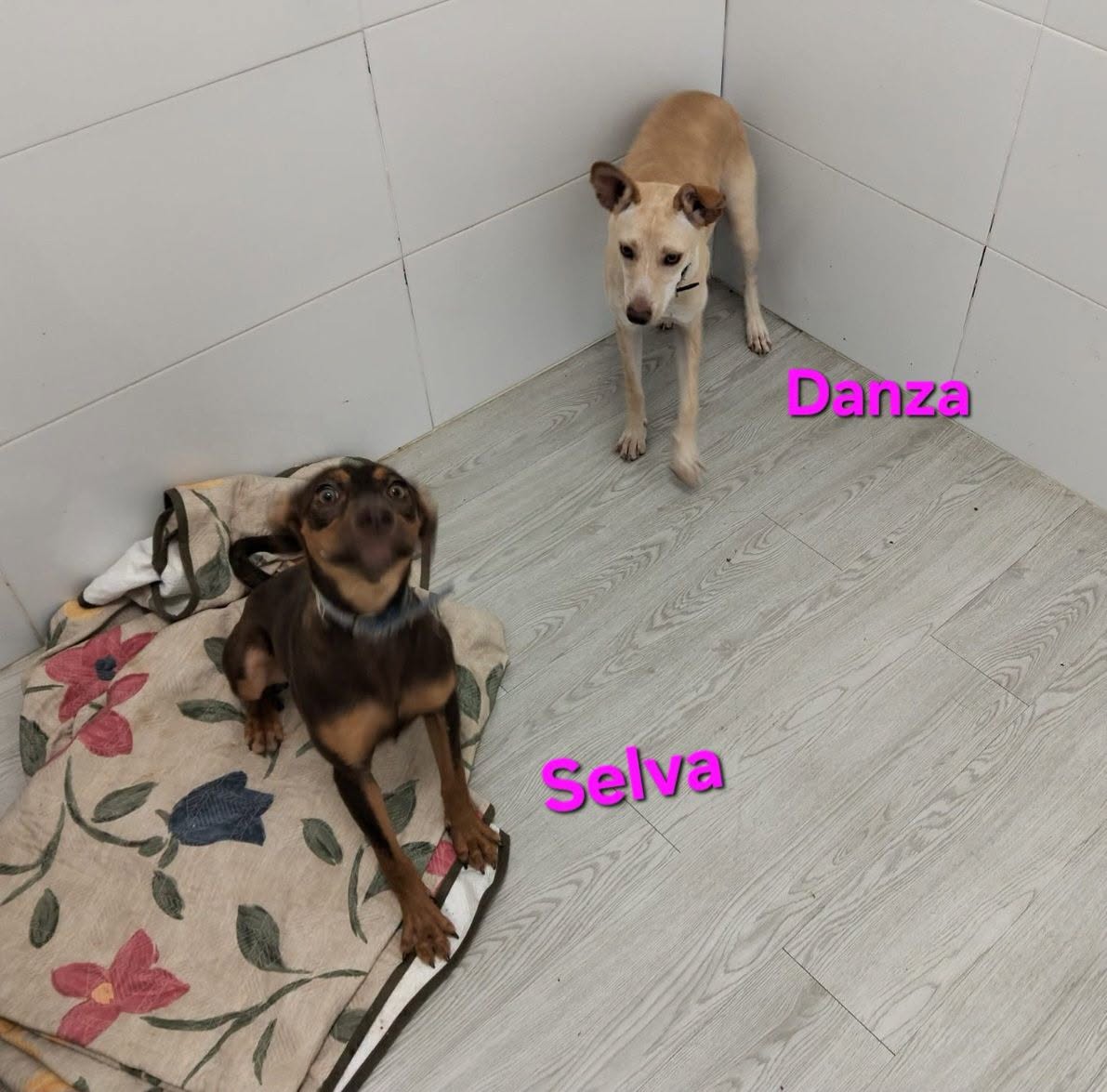 Selva
